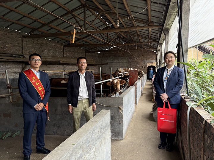 1 圖為工行興義貞豐支行工作人員上門實(shí)地調(diào)查肉牛養(yǎng)殖情況。
