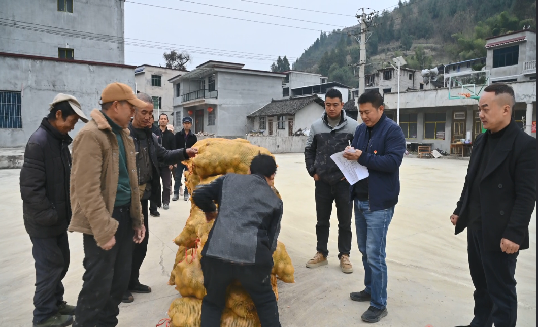 銅仁馬鈴薯冬播忙 致富路上迎“薯”光。