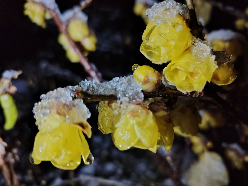 1月8日，赫章縣迎來2025年第一場(chǎng)雪，雪中臘梅飄香。劉虹艷攝 
