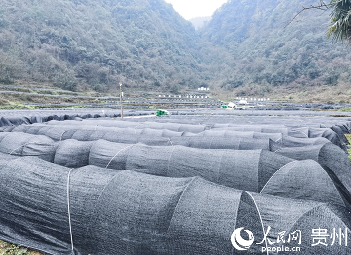 蚜蟲繁育基地。人民網(wǎng)記者 王秀芳攝