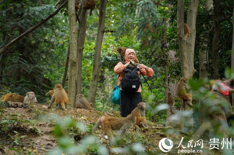 野生獼猴穿梭在公園步道兩旁。人民網(wǎng) 陽茜攝