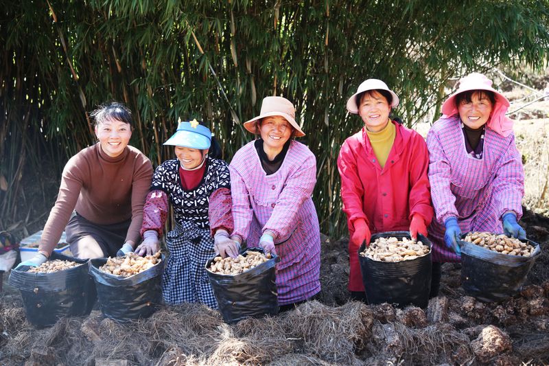 務工群眾將剛采收的天麻種子準備集中送往種植基地。