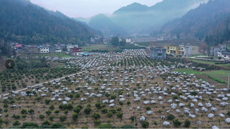 黑水鎮(zhèn)朝陽(yáng)村沃柑種植基地。