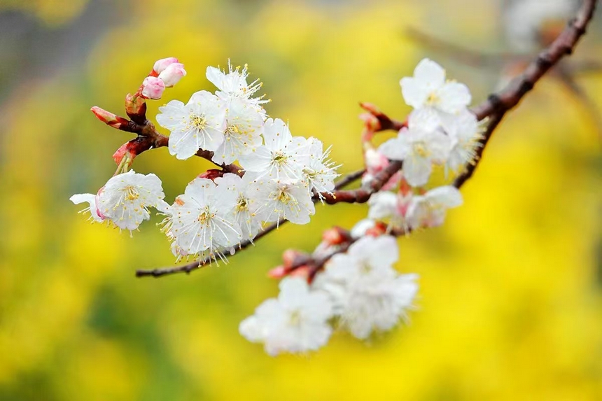 金沙縣化覺鎮(zhèn)前順村綻放的櫻桃花。陳亮攝