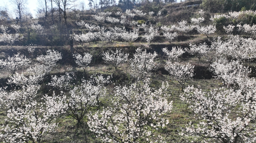 金沙縣化覺鎮(zhèn)前順村綻放的櫻桃花。陳亮攝