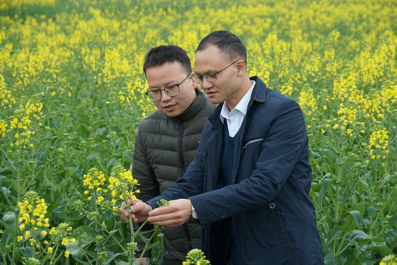縣農(nóng)業(yè)農(nóng)村局工作人員正在查看油菜長勢。