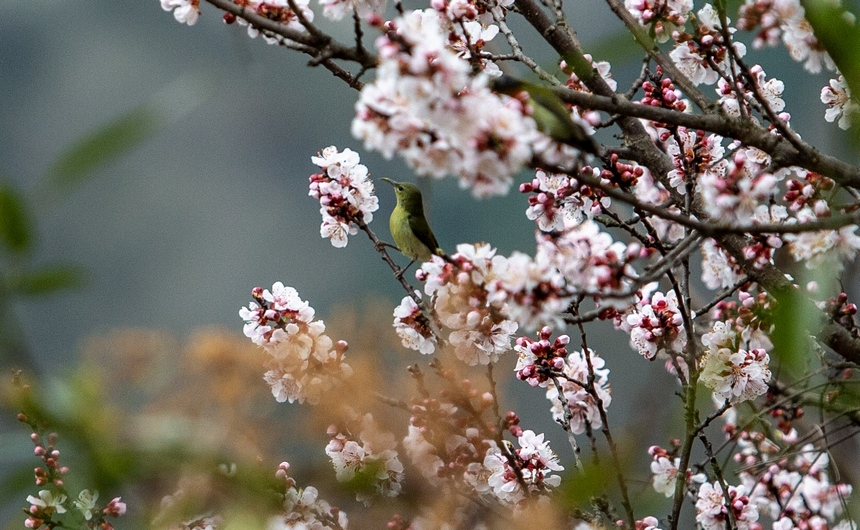 赫章縣平山鎮(zhèn)江南村一只小鳥(niǎo)停留在開(kāi)滿杏花的枝頭。陳春志攝