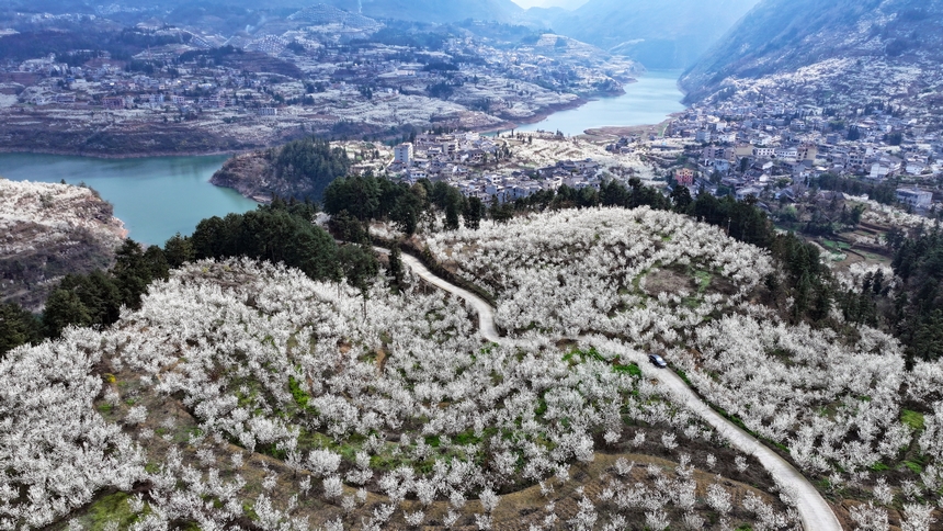 在赫章縣平山鎮(zhèn)江南社區(qū)拍攝的櫻桃花 。陳春志攝