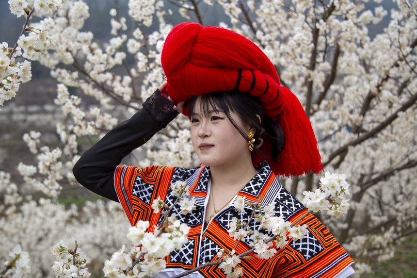 游客在赫章縣古達鄉(xiāng)櫻桃花叢中打卡 。湯斌攝