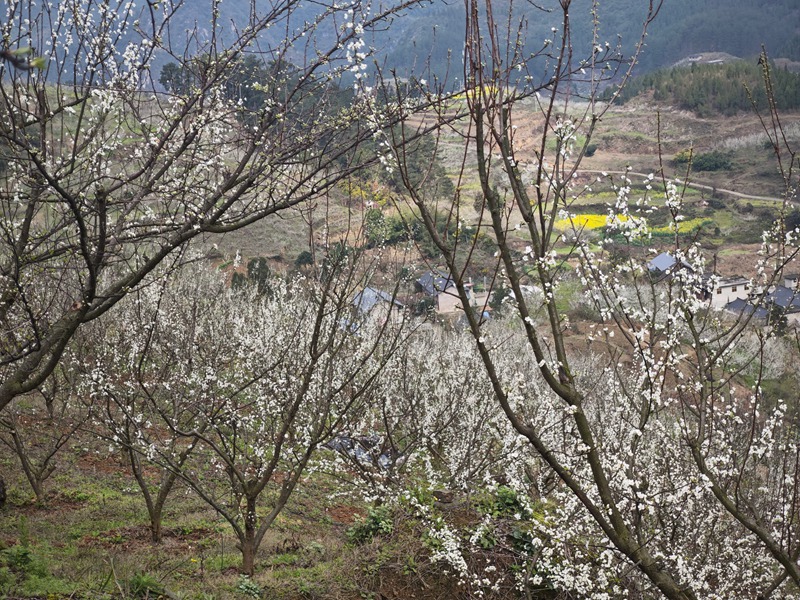 蜂糖李基地。