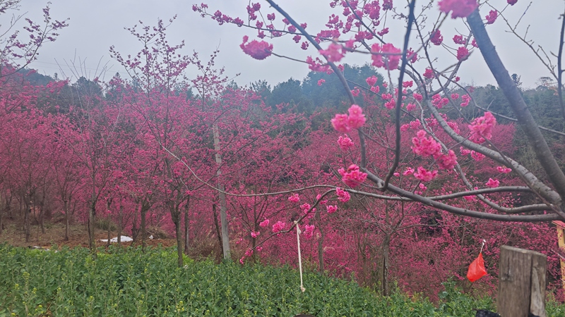 圖為：臘春紅近景