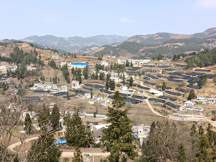 食用菌基地大棚建設(shè)情況，江雪 攝.jpg