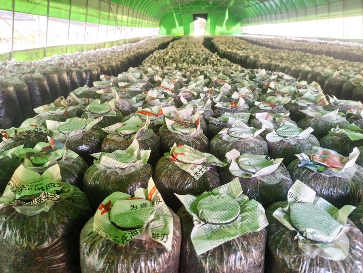 棚內(nèi)菌棒擺放整齊，江雪 攝.jpg