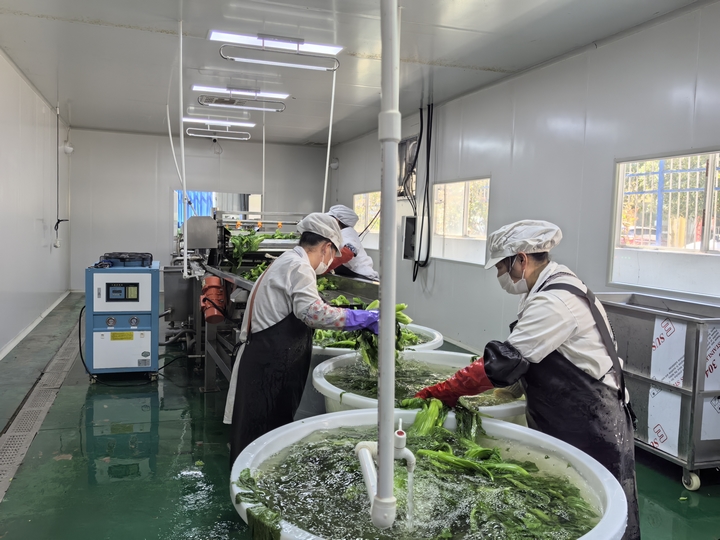 3、工人們正在清洗蔬菜.jpg