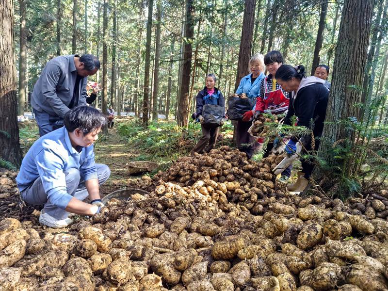 平山林場天麻種植基地工人分揀天麻。閔罡攝