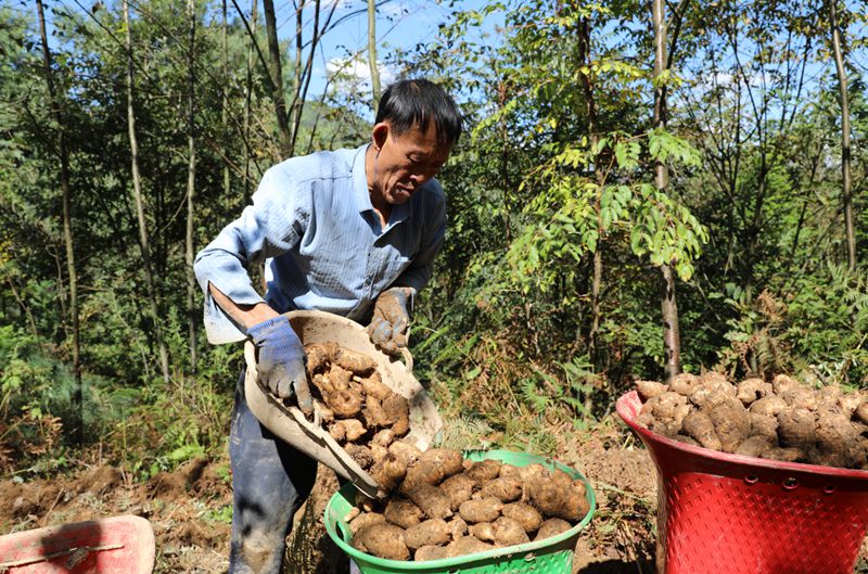 安樂溪鄉(xiāng)小河村村民在采收天麻。羅靜漪攝
