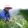 近日，三都縣10.2萬畝茶園迎來春茶采收黃金季，數(shù)萬名茶農(nóng)搶抓農(nóng)時趕制明前茶，加工車間開足馬力提產(chǎn)增效，線上線下訂單紛至沓來。