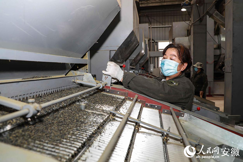 安徽金寨，工人加工出口的夏秋茶。人民網(wǎng)記者 張俊攝