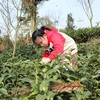 清鎮(zhèn)市紅楓湖畔的紅楓山韻茶場迎來了春茶采摘“黃金”期。游客們紛紛走進(jìn)茶園，體驗(yàn)采茶制茶的文化與樂趣，感受美麗鄉(xiāng)村春日里的詩意與美好。