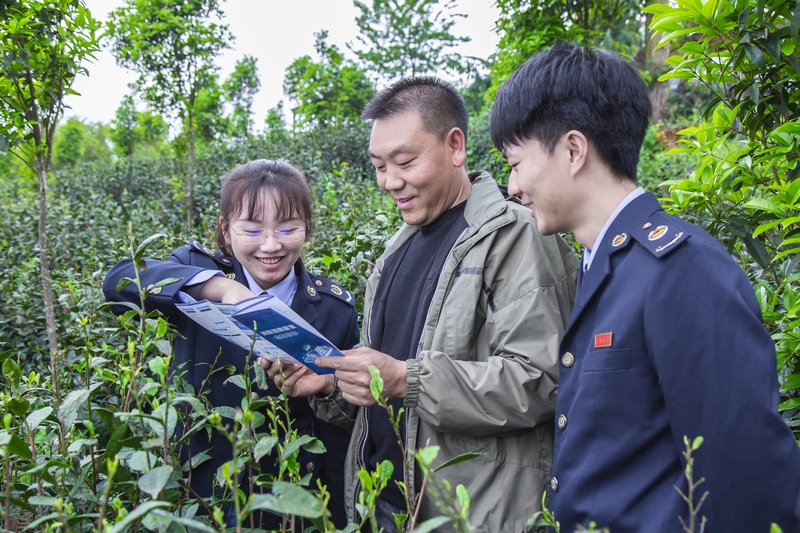 興義市稅務(wù)局稅務(wù)干部走進(jìn)綠茗茶業(yè)生態(tài)基地了解企業(yè)生產(chǎn)經(jīng)營(yíng)情況，現(xiàn)場(chǎng)詳細(xì)講解納稅信用等級(jí)評(píng)定政策與銀稅互動(dòng)相關(guān)知識(shí)。張松攝