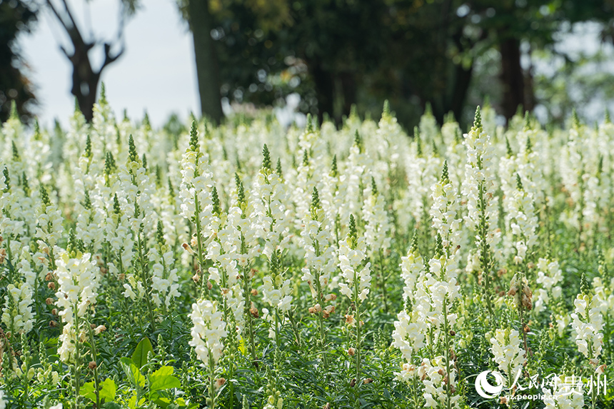 花畫小鎮(zhèn)繁花似景美如畫。人民網(wǎng) 陽茜攝