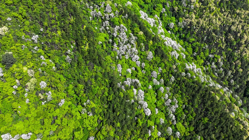 俯瞰世界自然遺產(chǎn)地梵凈山花爛漫美景。