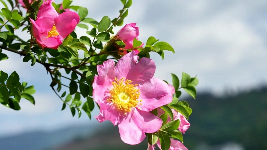 刺梨花。