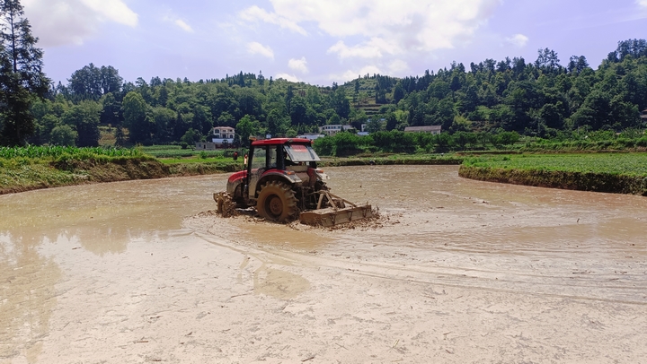 2 圖為油菜收割完成，犁地機(jī)上陣翻耕田土，開啟稻油輪作模式。.jpg