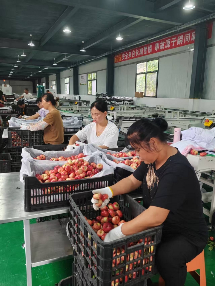 圖為：分揀中心工人們正在分揀蟠桃.jpg