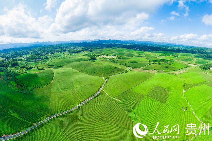 航拍貴州省遵義市湄潭縣萬畝茶海景區(qū)。人民網(wǎng)記者 涂敏攝