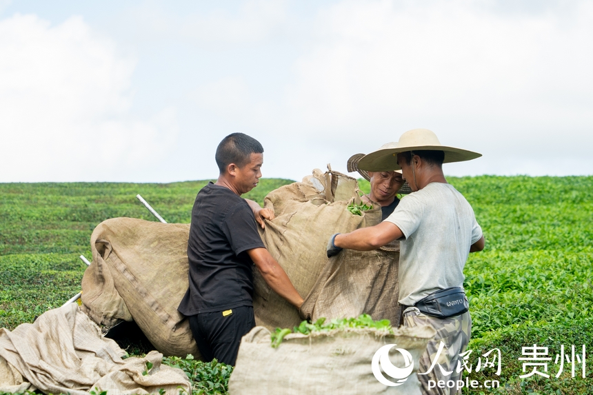 茶農(nóng)在茶園內(nèi)收茶。人民網(wǎng) 陽(yáng)茜攝