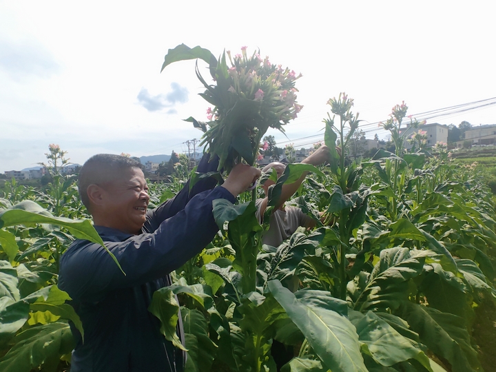 烤煙打頂（何敏攝）.jpg