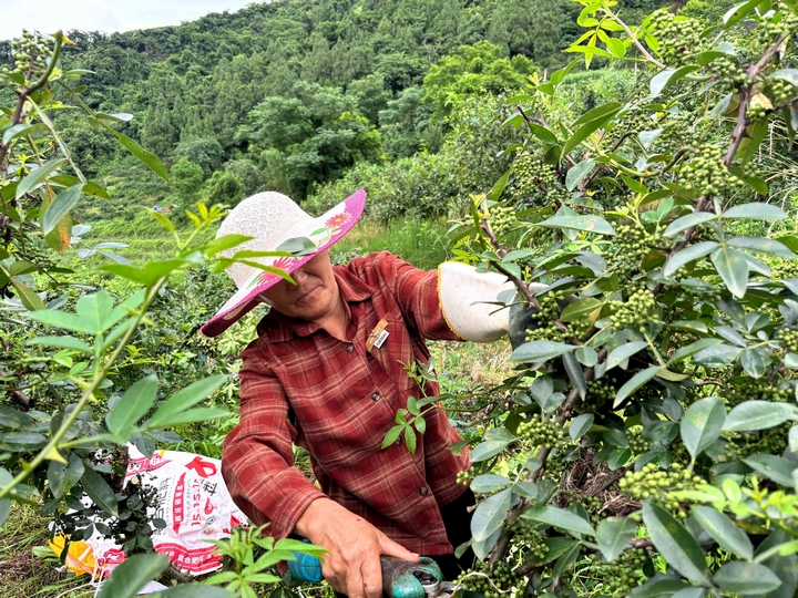 椒農(nóng)們手持高效電剪,麻利地剪下一串串沉甸甸的花椒枝。羅金 攝.jpg