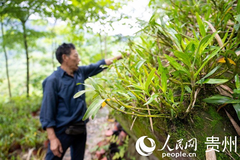 白明金在林下石斛種植基地內(nèi)查看石斛長(zhǎng)勢(shì)。人民網(wǎng)記者 涂敏 攝