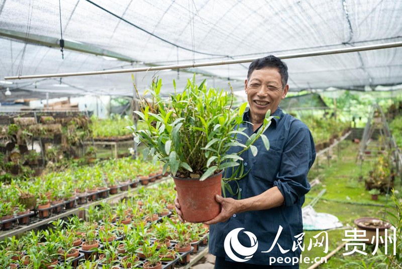 白明金向記者展示種植的盆栽石斛。人民網(wǎng)記者 涂敏攝