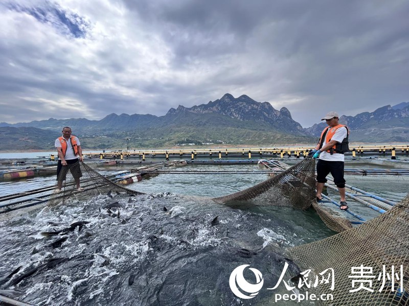 暫養(yǎng)箱內(nèi)滿載生態(tài)魚。人民網(wǎng) 陳潔泉攝