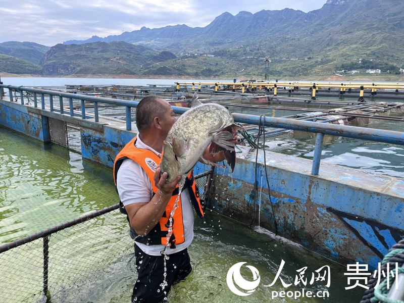 暫養(yǎng)箱內(nèi)滿載生態(tài)魚。人民網(wǎng) 陳潔泉攝