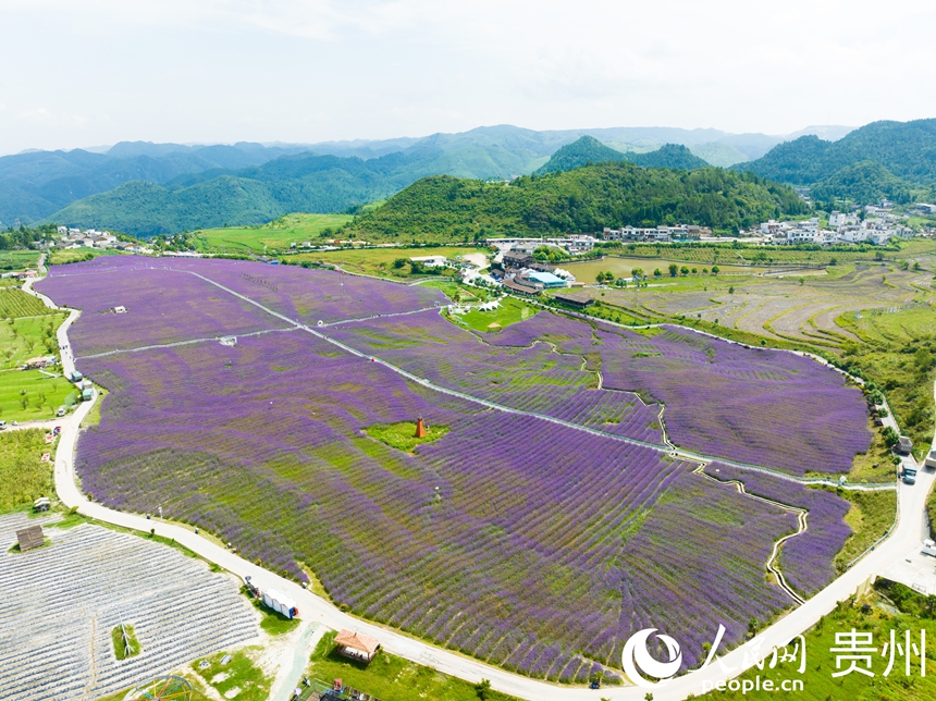航拍高坡馬鞭草花海。人民網(wǎng) 陽茜攝