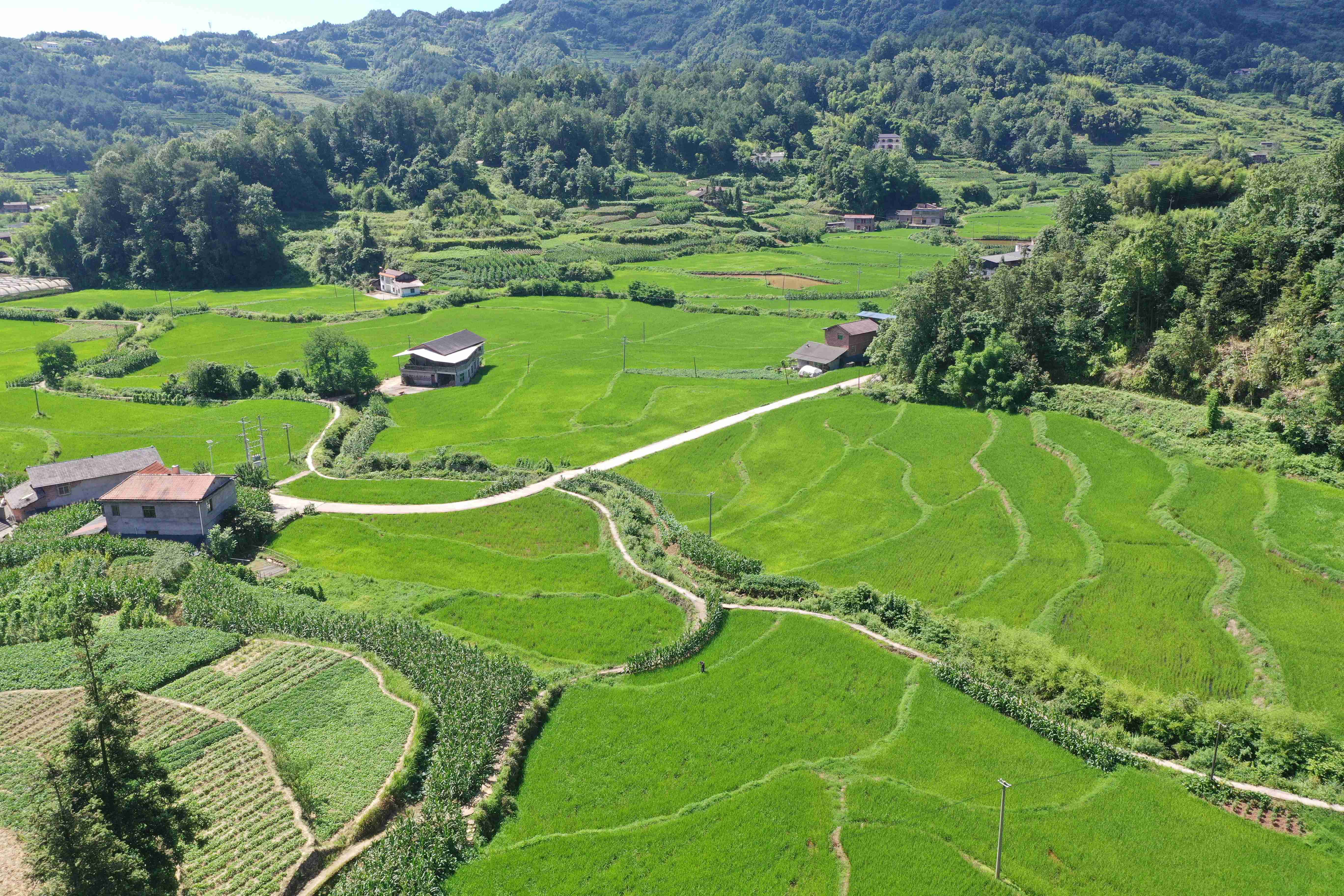 丁山壩區(qū)連片種植的水稻。稅會靜攝
