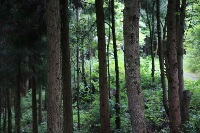 七星關(guān)區(qū)白馬山國(guó)有林場(chǎng)樹木長(zhǎng)勢(shì)茂盛。