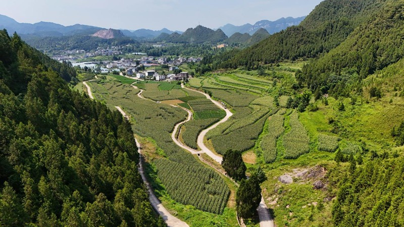 印江自治縣峨嶺街道大云村。