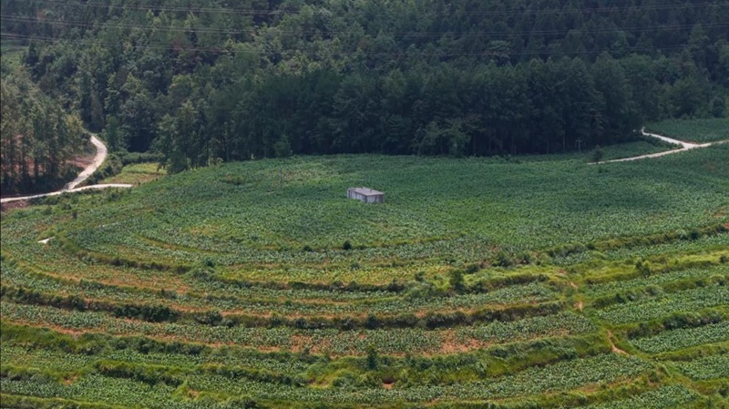 松桃苗族自治縣大路鎮(zhèn)田地。