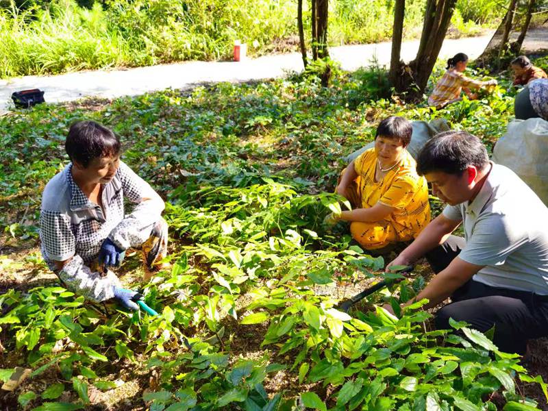 農(nóng)戶正在采收淫羊藿。